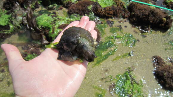 Image of spotted sea hare