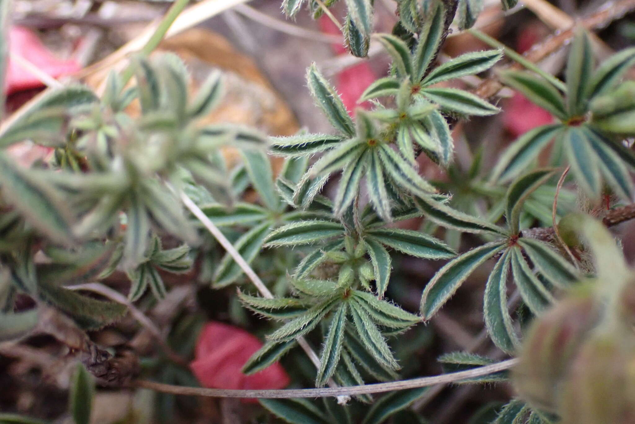 Indigofera digitata Thunb.的圖片