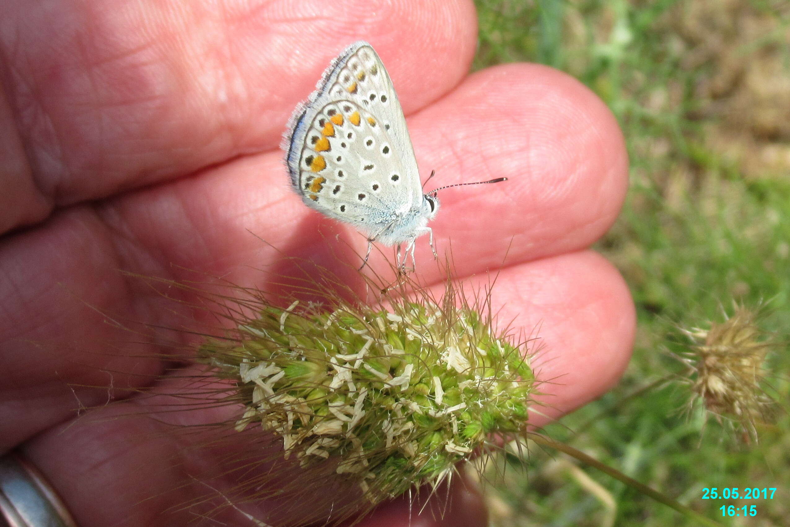 Image of common blue