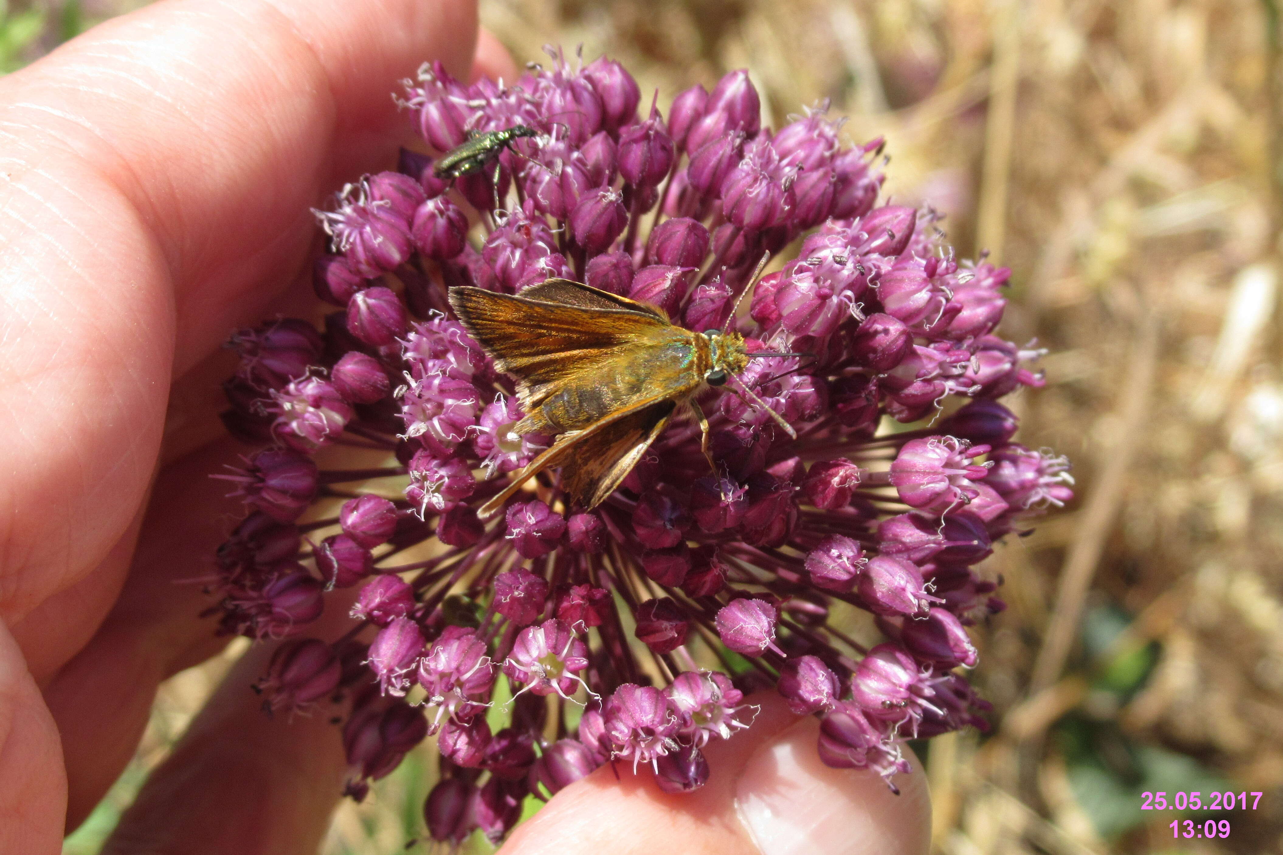 Image of lulworth skipper