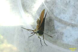 Image of lulworth skipper