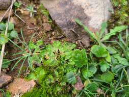 Image of Riccia gougetiana Durieu & Mont.