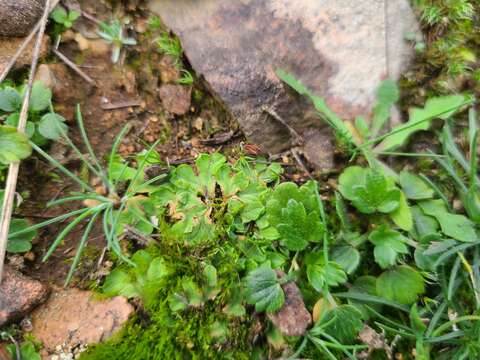 Image of Riccia gougetiana Durieu & Mont.