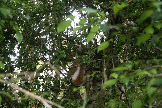 Image of Woolly Lemur