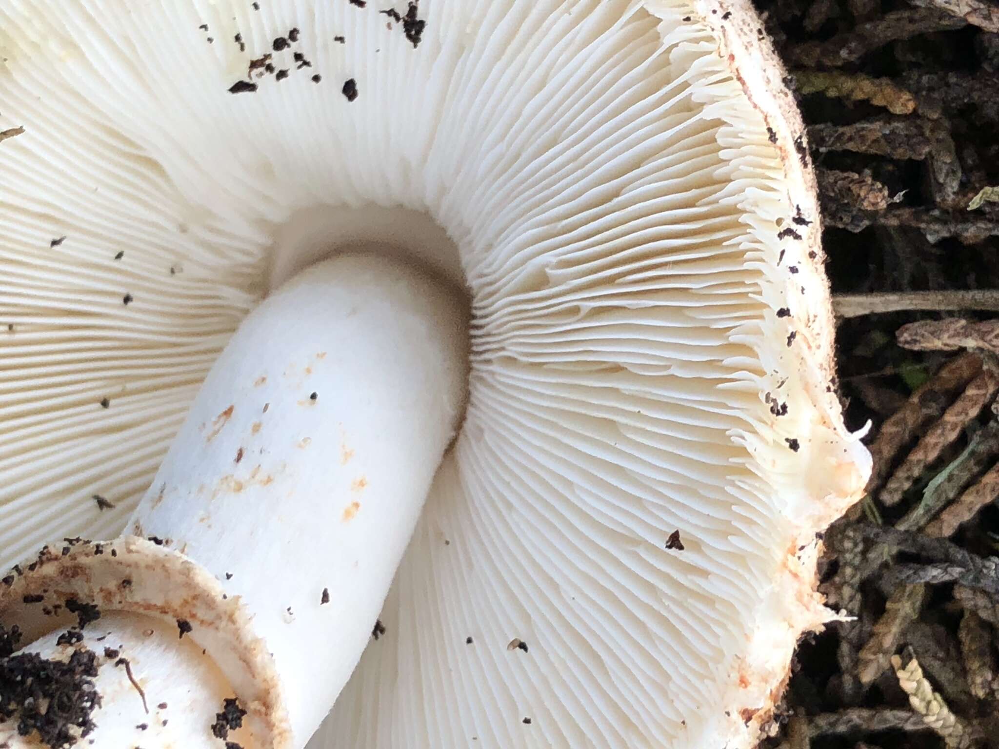 Image of Lepiota fuliginescens Murrill 1912