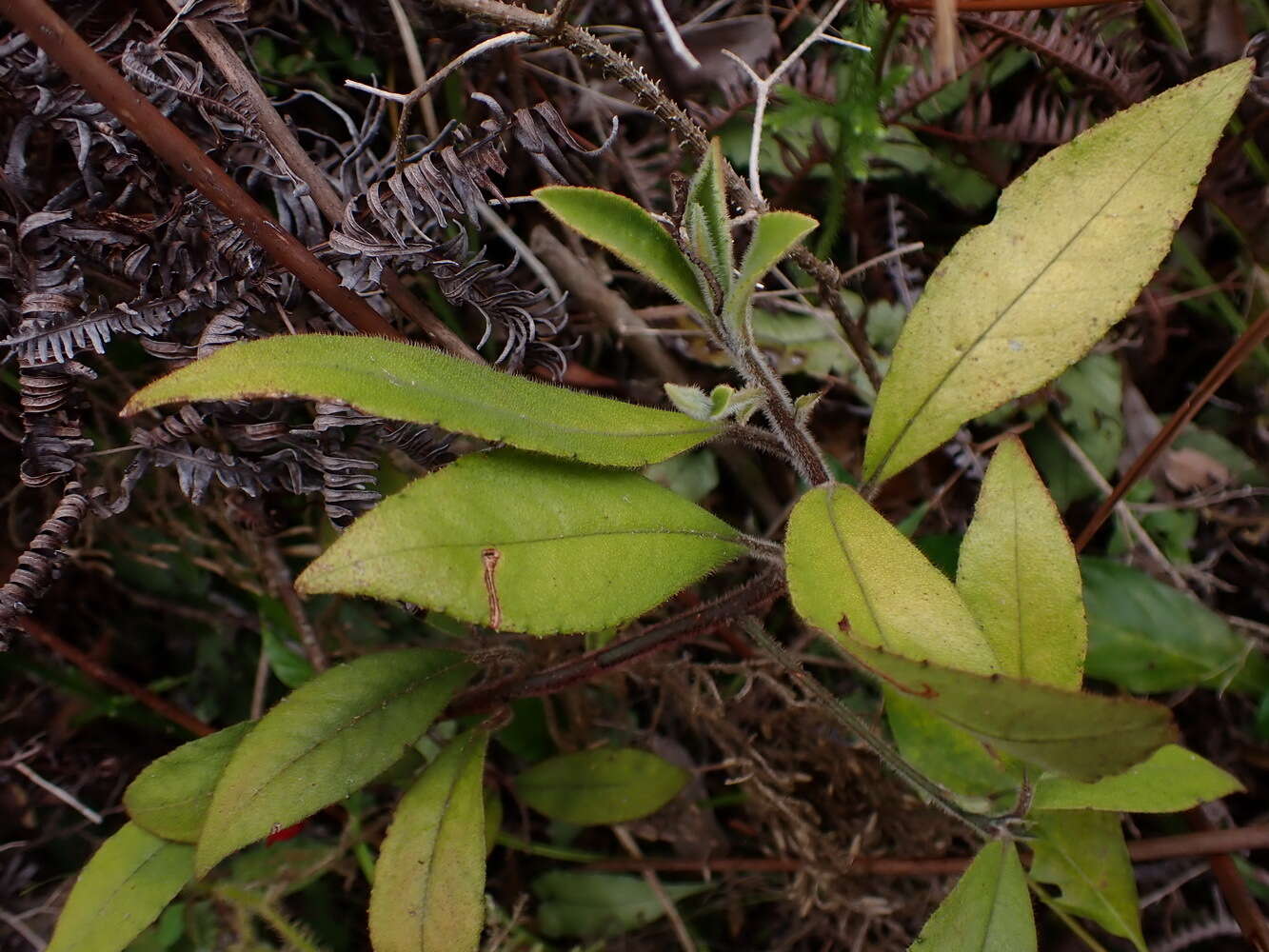 Sivun Ardisia villosa Roxb. kuva