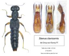 Stenus (Stenus) clavicornis (Scopoli 1763) resmi