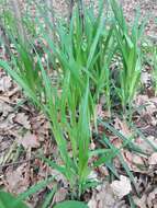 Image of Carex pilosa Scop.