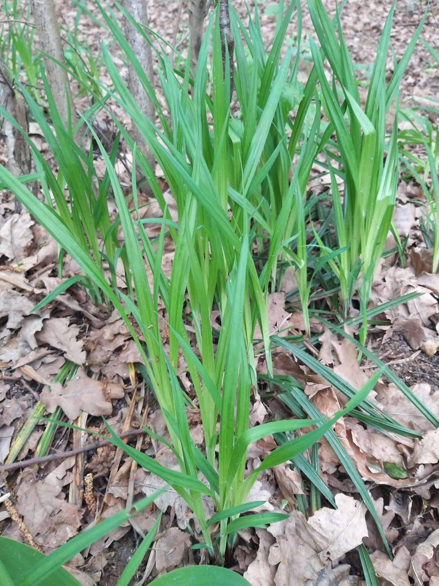 Image of Carex pilosa Scop.