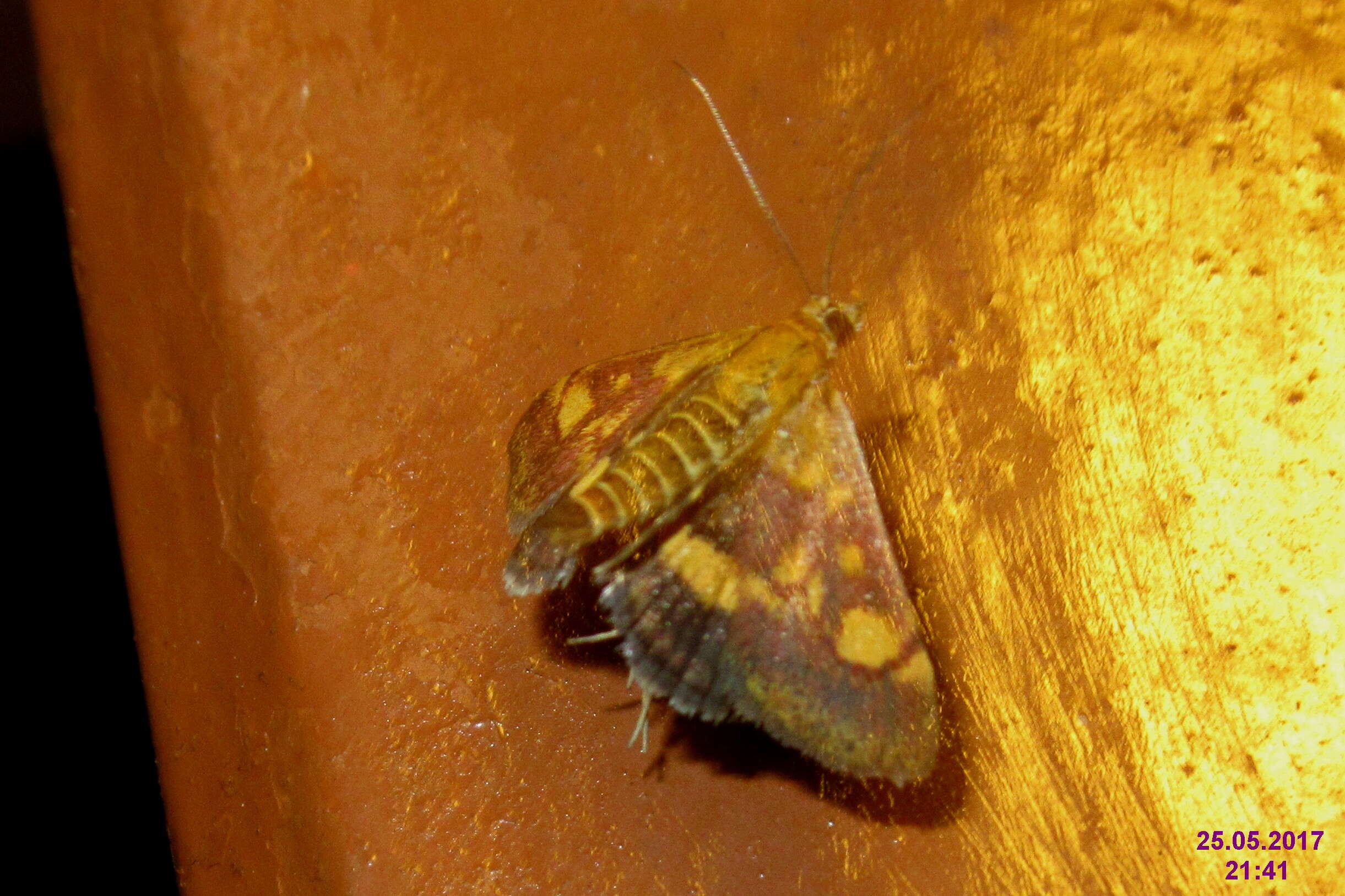 Image of Mint moth