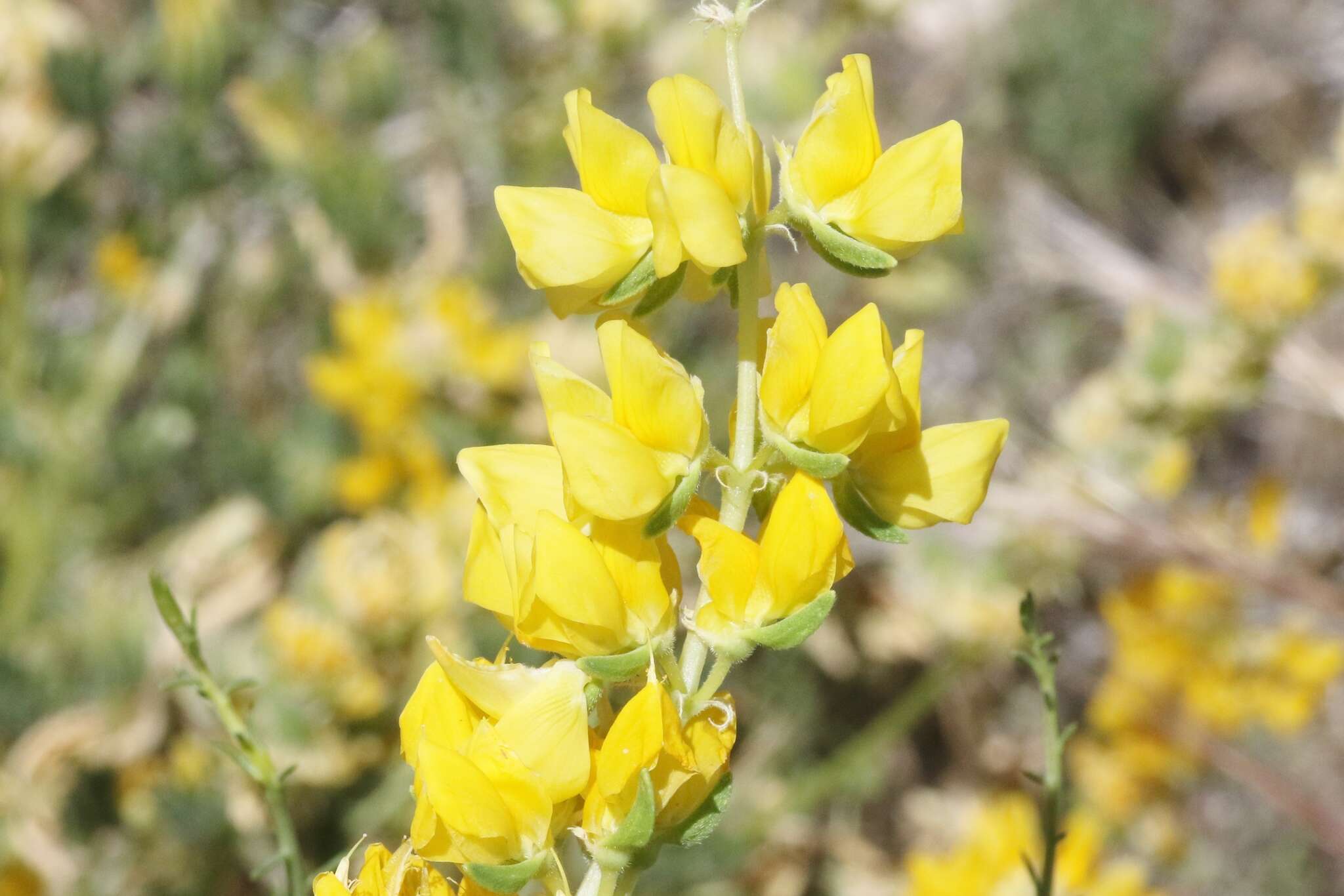 Слика од Lupinus luteolus Kellogg