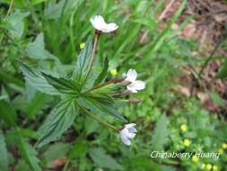 Image de Epilobium amurense Hausskn.