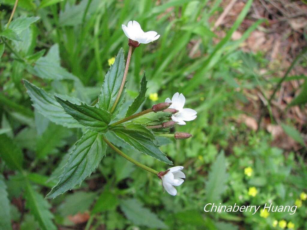 Image de Epilobium amurense Hausskn.