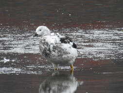 Image of Kelp Goose