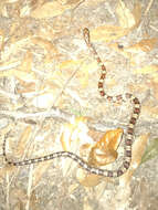 Image of Corn Snake