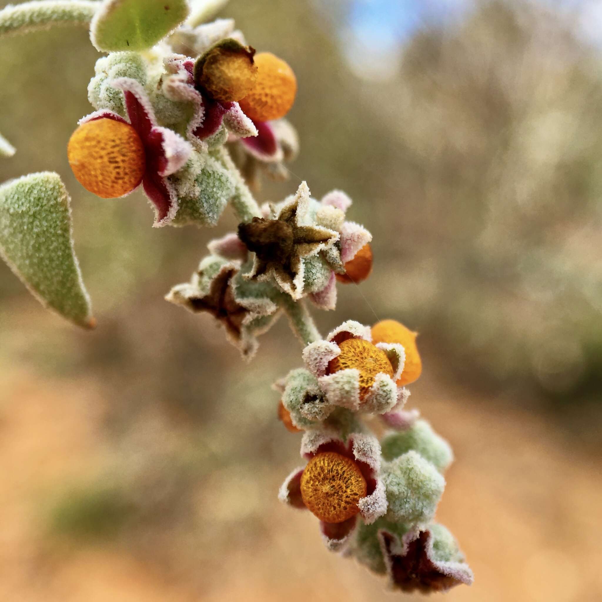 Image of Chenopodium curvispicatum P. G. Wilson