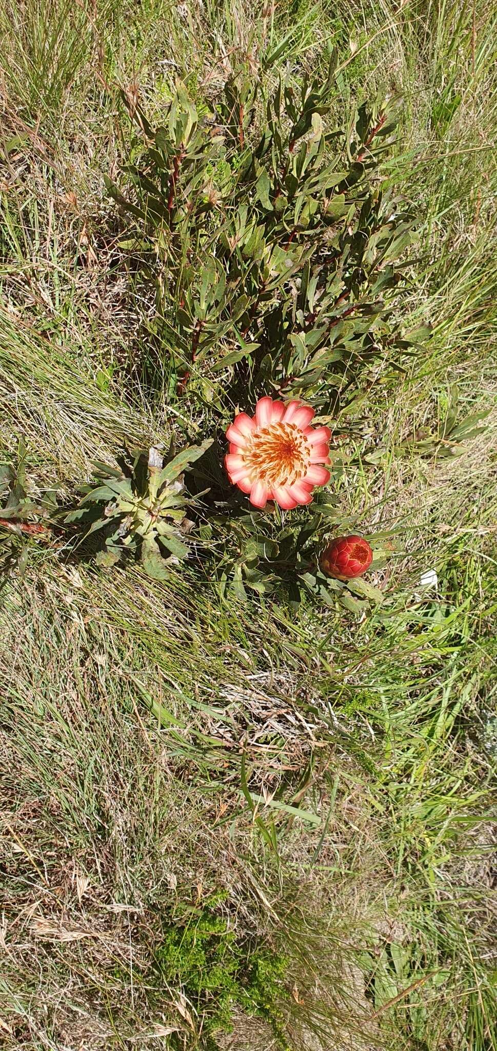 Image of Protea simplex E. Phillips