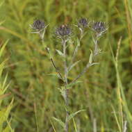 Image of Carlina biebersteinii Bernh. ex Hornem.