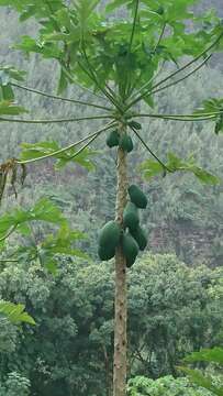 Image of papaya