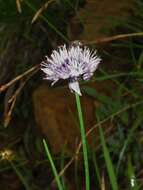 Image of wild chives