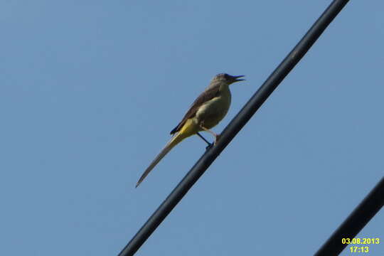 Image of Grey Wagtail