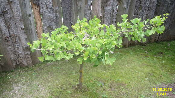 Image of Ginkgoopsida