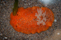 Image of Kelp clingfish