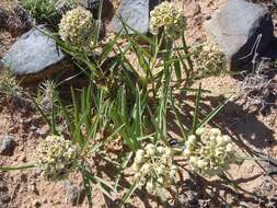 Image of spider milkweed