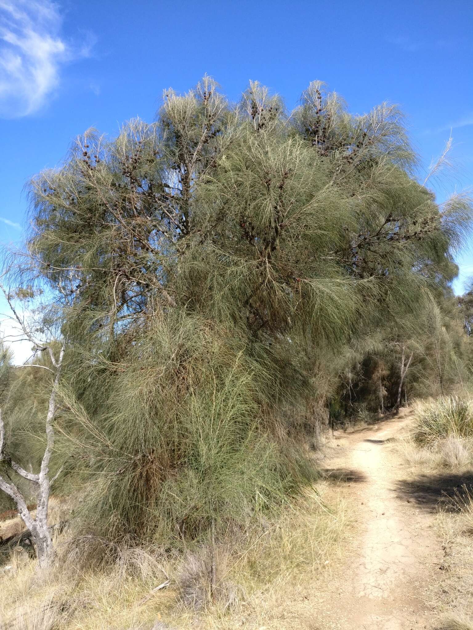 Image of drooping she-oak