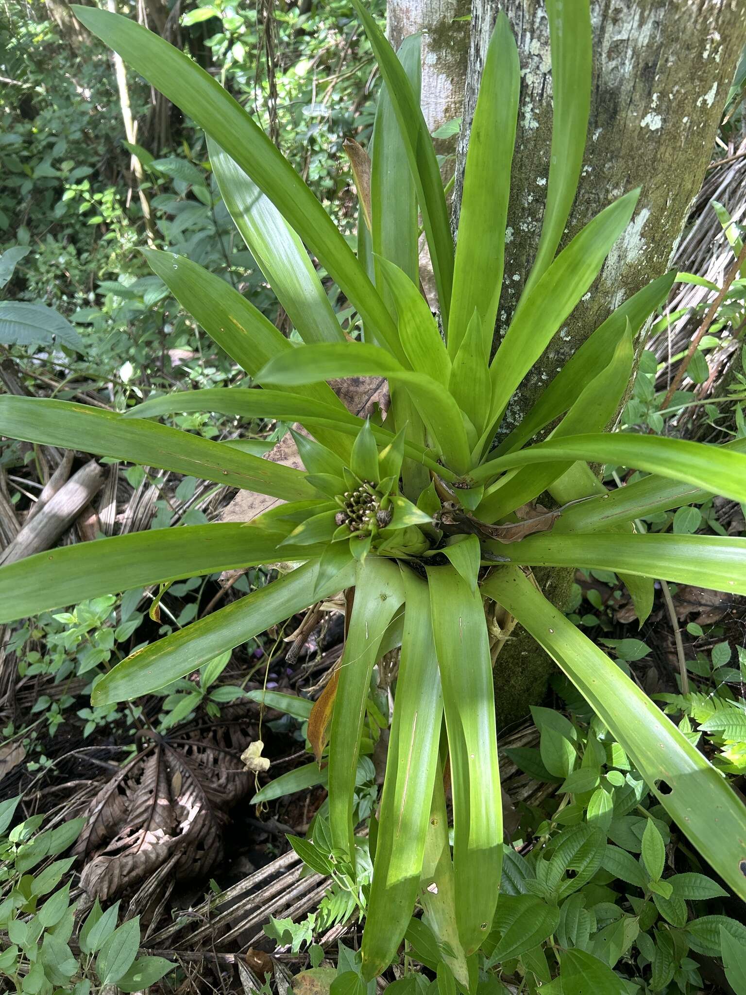 Image of droophead tufted airplant