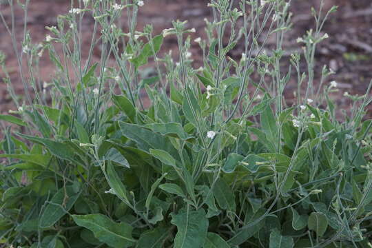 Image of velvet tobacco