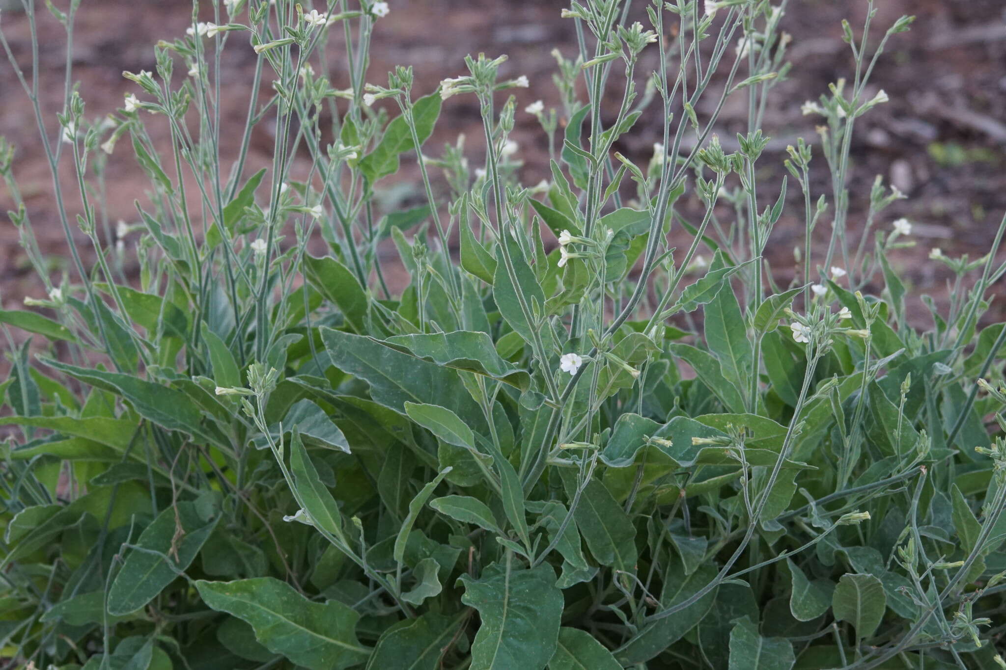 Image of velvet tobacco