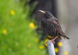 Sivun Sturnus vulgaris faroensis Feilden 1872 kuva