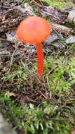 Image of Hygrocybe miniata (Fr.) P. Kumm. 1871