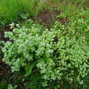 Plancia ëd Valeriana samolifolia Bert. ex Colla