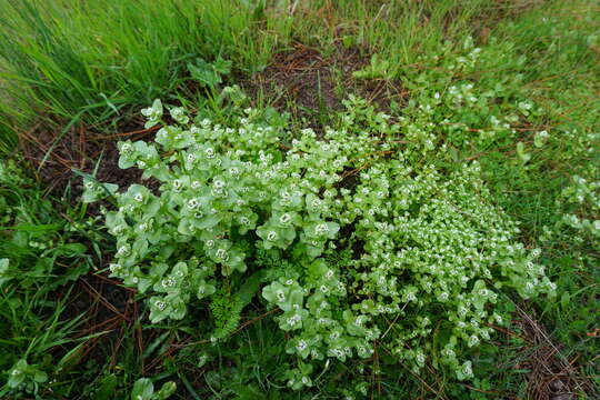 Image de Valeriana samolifolia Bert. ex Colla