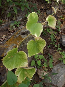 Image of Begonia palmeri S. Watson