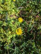 Image de Blennosperma nanum var. robustum J. T. Howell