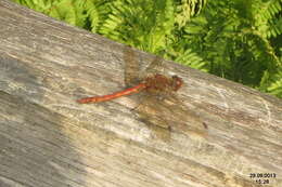 Image of Common Darter