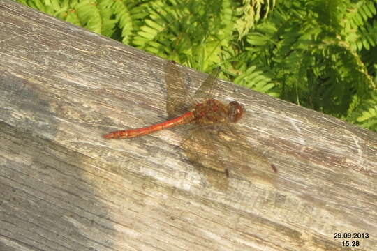 Image of Common Darter