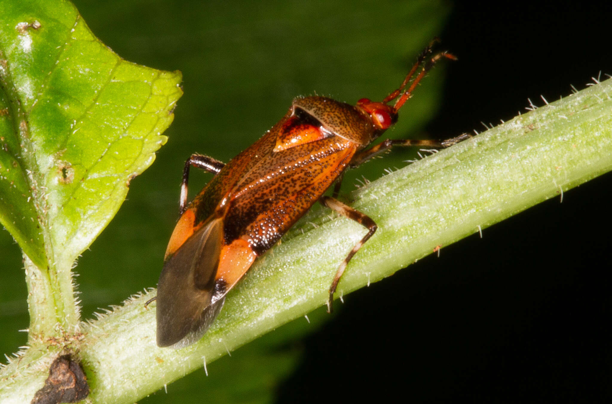 Image of Deraeocoris olivaceus (Fabricius 1777)