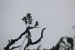 Image of Piping Hornbill