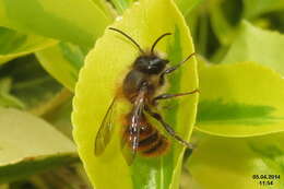 Image of Osmia rufa (Linnaeus 1758)