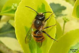 Image of Osmia rufa (Linnaeus 1758)