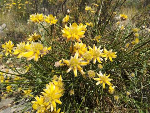 Image of Genista umbellata (L'Her.) Poir.