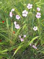 Image of soapwort