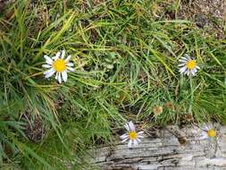 Imagem de Oreostemma alpigenum var. andersonii (A. Gray) G. L. Nesom