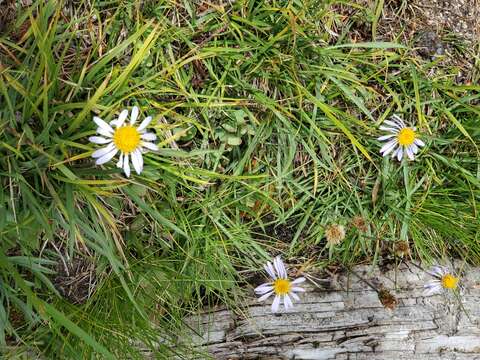 Imagem de Oreostemma alpigenum var. andersonii (A. Gray) G. L. Nesom