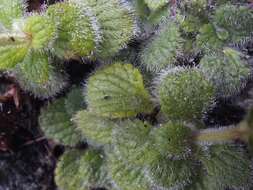 Image de Ourisia remotifolia M. T. Kalin Arroyo