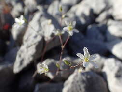 Sivun Arenaria provincialis Chater & Halliday kuva